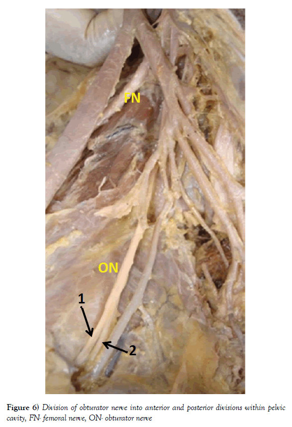 Pelvic Nerve Anatomy