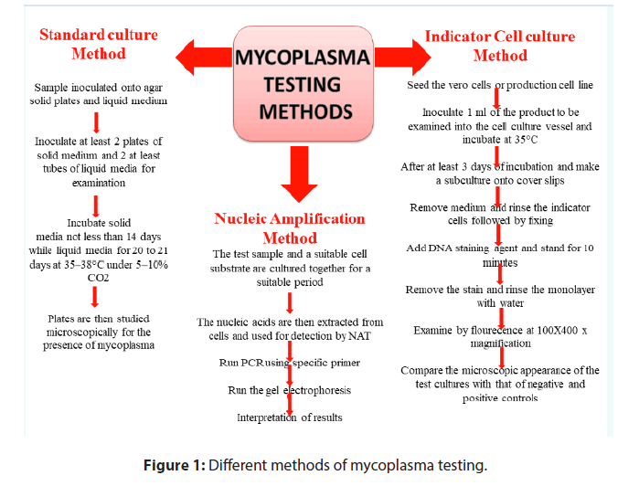 mycoplasma