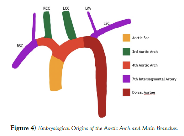 international-journal-anatomical-variations-Origins