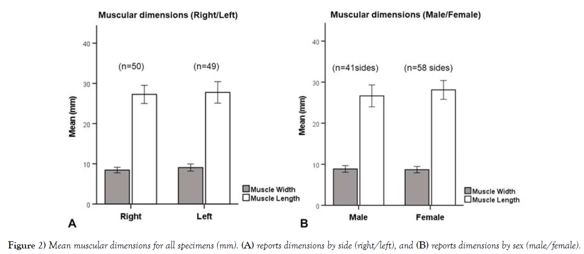 international-journal-anatomical-variations-dimensions