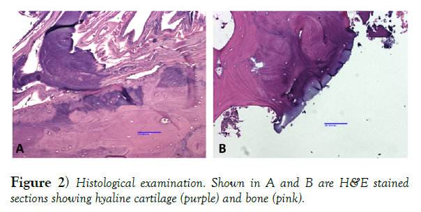 international-journal-anatomical-variations-examination