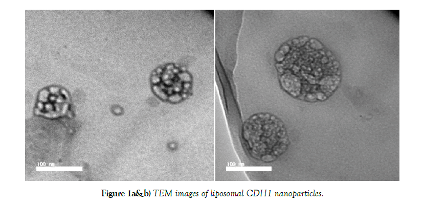 nanoscience-nanomedcine-CDH1-nanoparticles