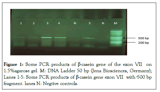 PULJCGG-PCR