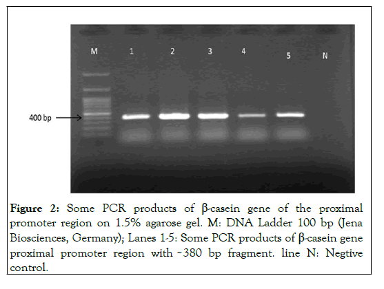 PULJCGG-gene