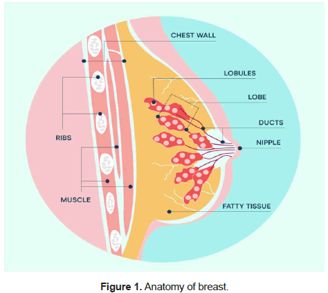 health-sciences-breast