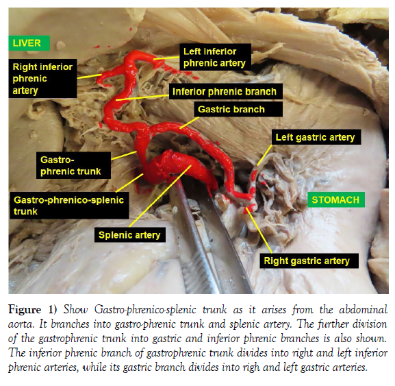 paired branches of abdominal aorta