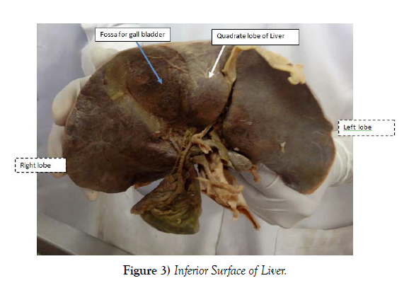 international-journal-inferior