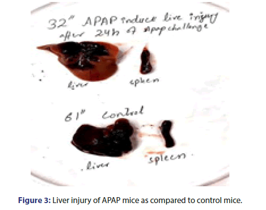 jbclinpharm-mice