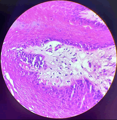 AMHSR-Histology