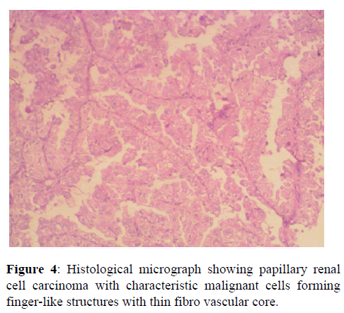 Annals-Medical-Histological