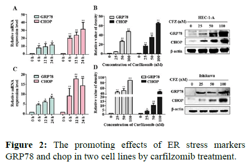 Annals-Research-GRP78