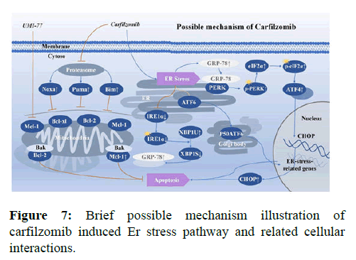 Annals-Research-carfilzomib