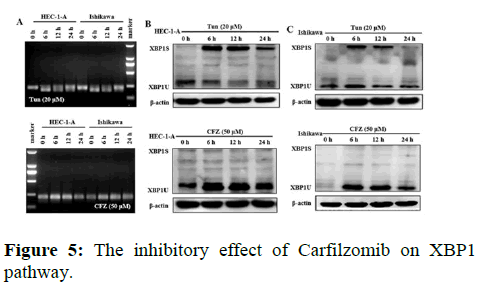 Annals-Research-inhibitory