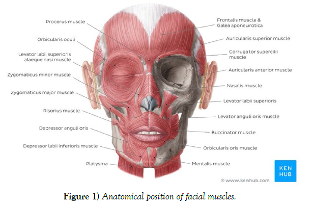 international-journal-anatomical-variations-Anatomical