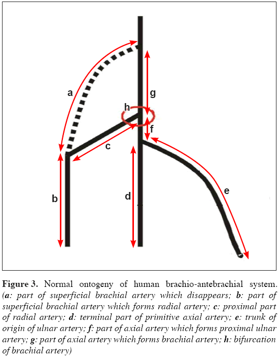 Anatomical-Variations-human-brachio-antebrachial