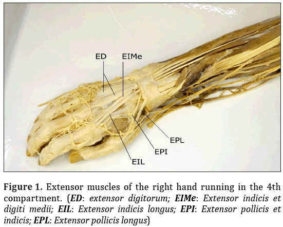 Anatomical-Variations-right-hand-running