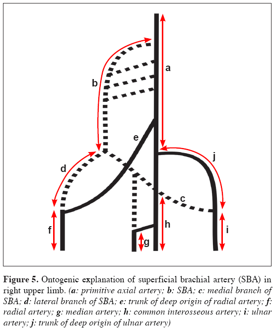 Anatomical-Variations-trunk-deep-origin