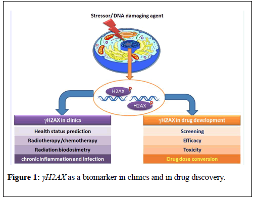 Clinical-Pharmacology-Toxicology-drug-discovery