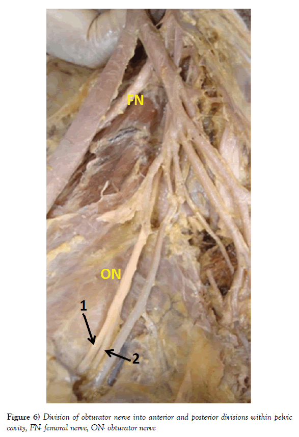 anatomical-variations-anterior-posterior