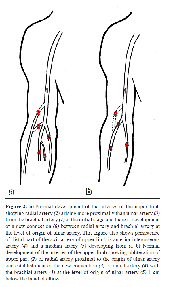 anatomical-variations-bend-elbow