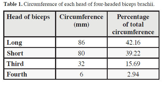 anatomical-variations-biceps