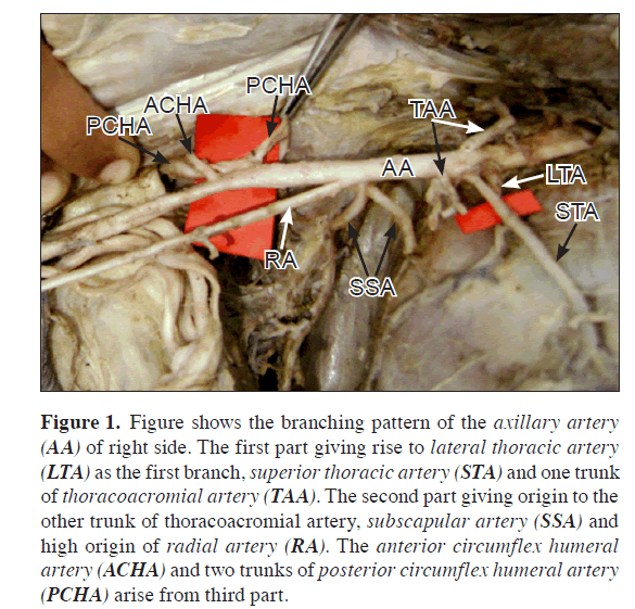 anatomical-variations-branching-pattern