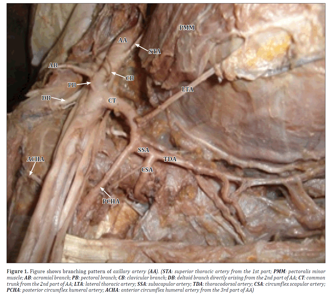 anatomical-variations-branching-pattern