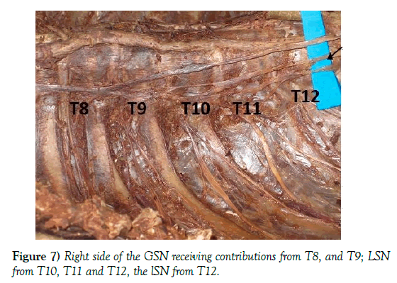 anatomical-variations-contributions