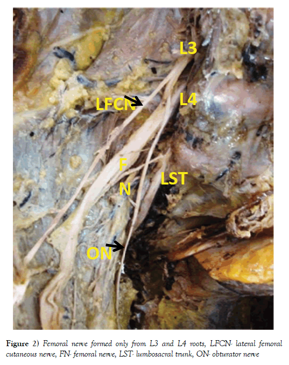 anatomical-variations-cutaneous-nerve