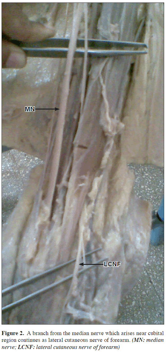 anatomical-variations-cutaneous-nerve