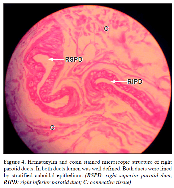 anatomical-variations-microscopic-structure