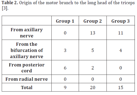 anatomical-variations-motor-triceps