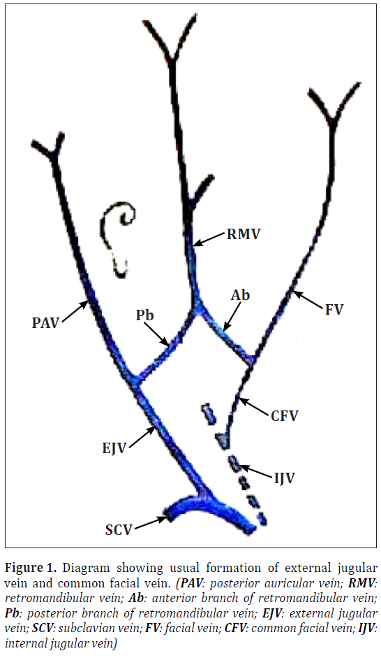 Variation Of The Veins Of The Head And Neck External