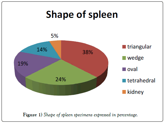 anatomical-variations-spleen-specimens