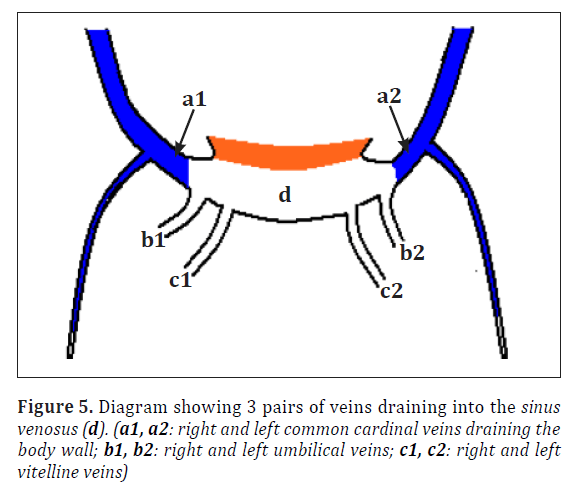 anatomical-variations-veins-draining