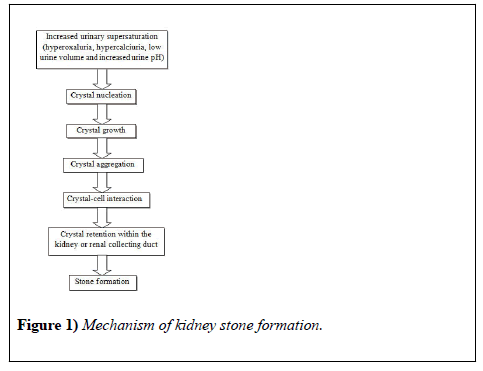 biomolecules-biochemistry-kidney