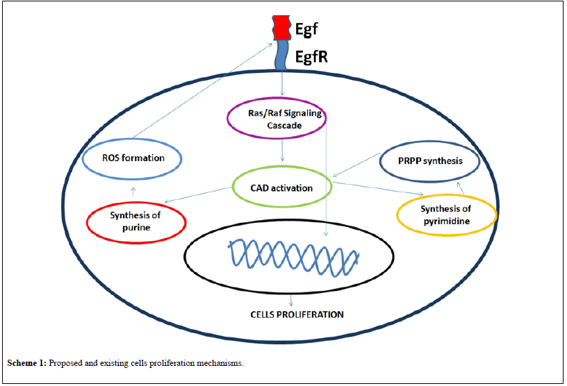 biomolecules-biochemistry-proliferation