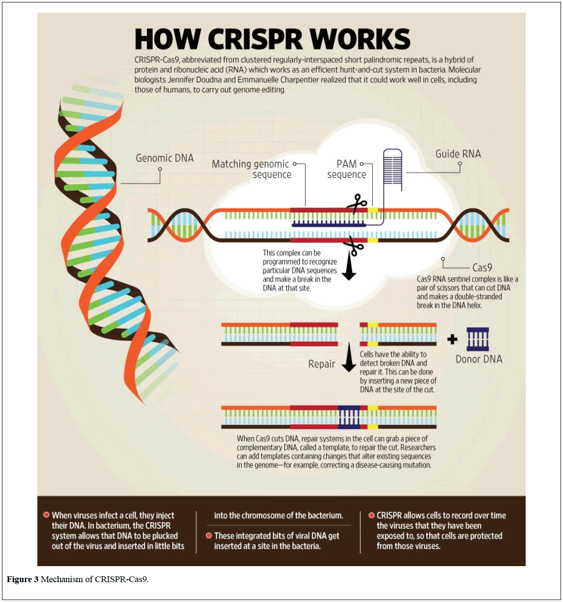 clinical-genetics-genomics-CRISPR-Cas9