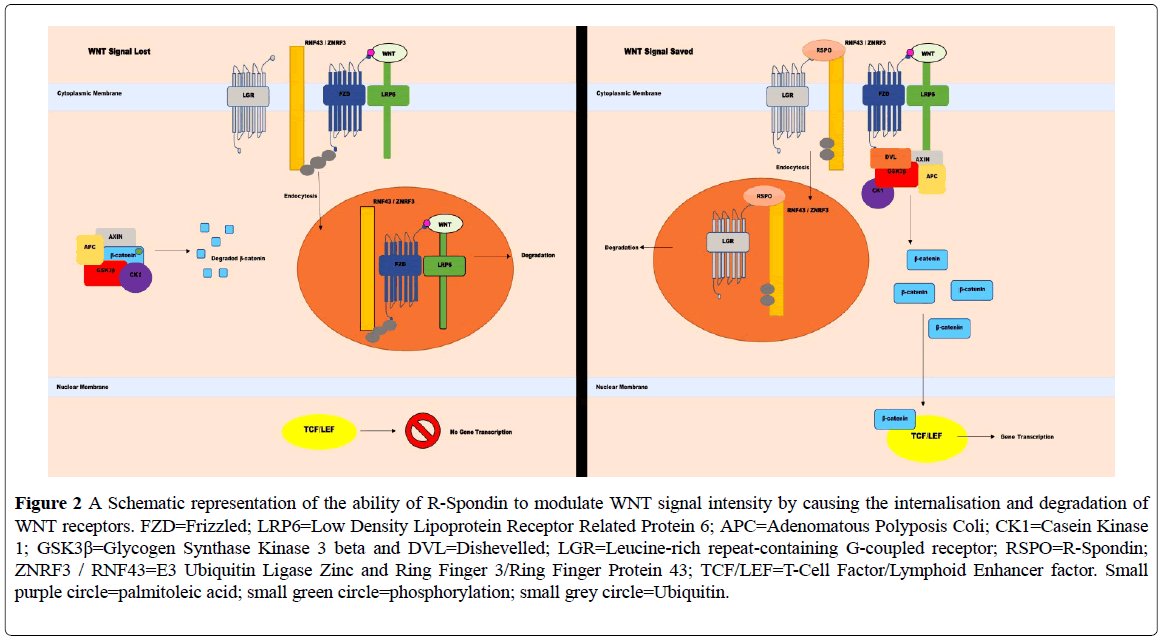 clinical-genetics-genomics-R-Spondin-modulate