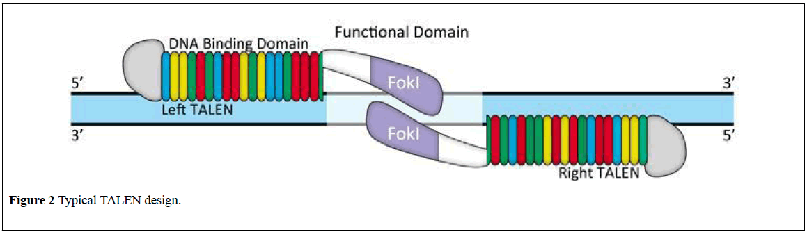 clinical-genetics-genomics-Typical-TALEN-design