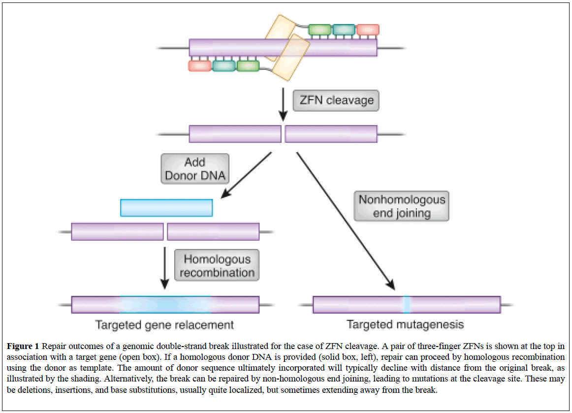 clinical-genetics-genomics-double-strand-break