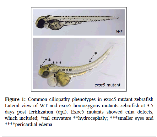 clinical-nephrology-ciliopathy-phenotypes