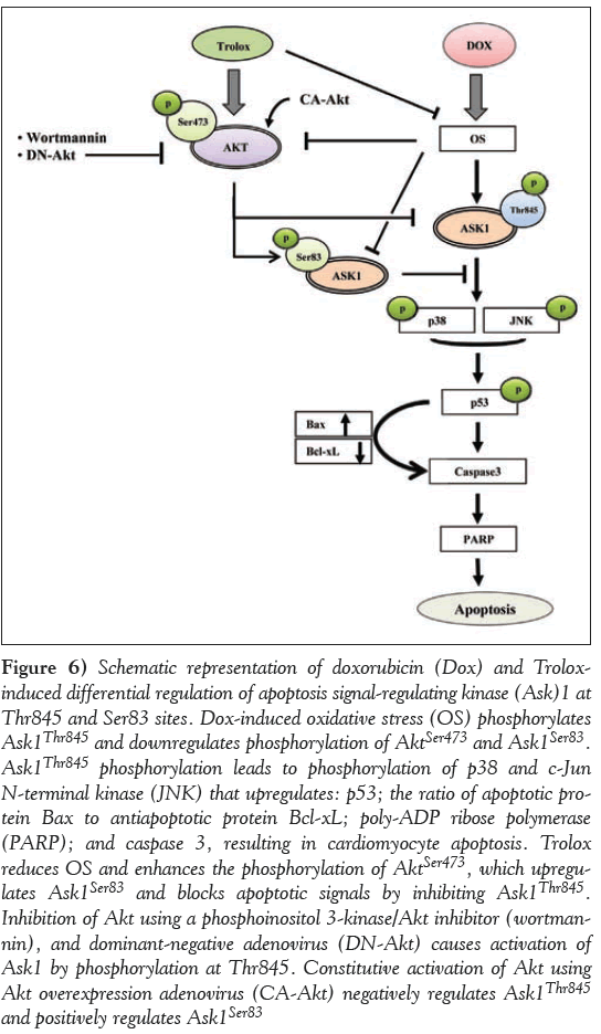 current-research-cardiology-Constitutive-activation-Akt