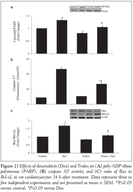 current-research-cardiology-Effects-doxorubicin