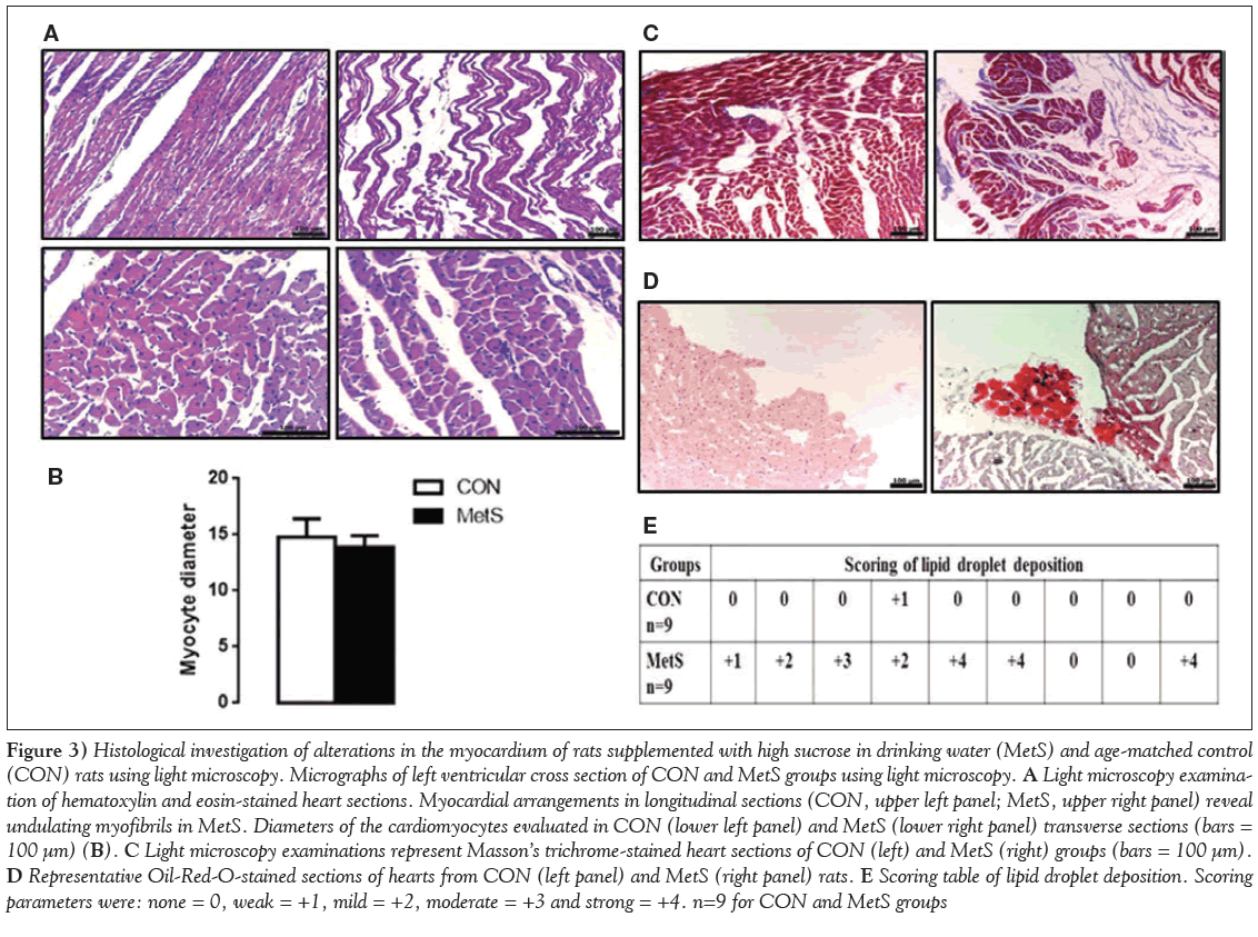 current-research-cardiology-Histological-investigation