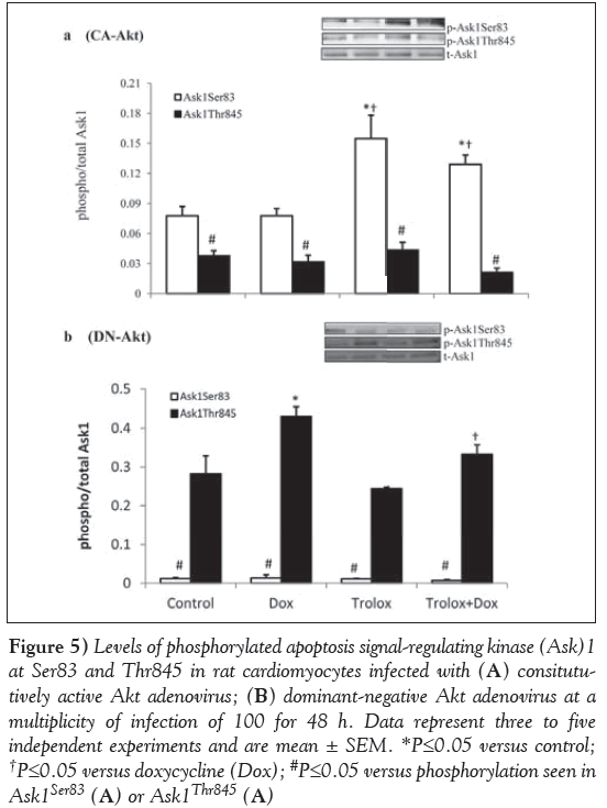 current-research-cardiology-cardiomyocytes-infected