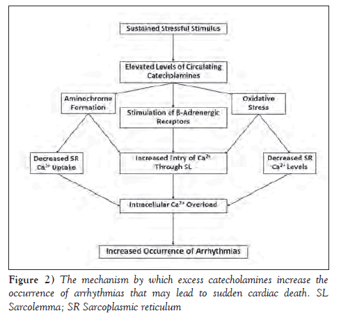 current-research-cardiology-catecholamines