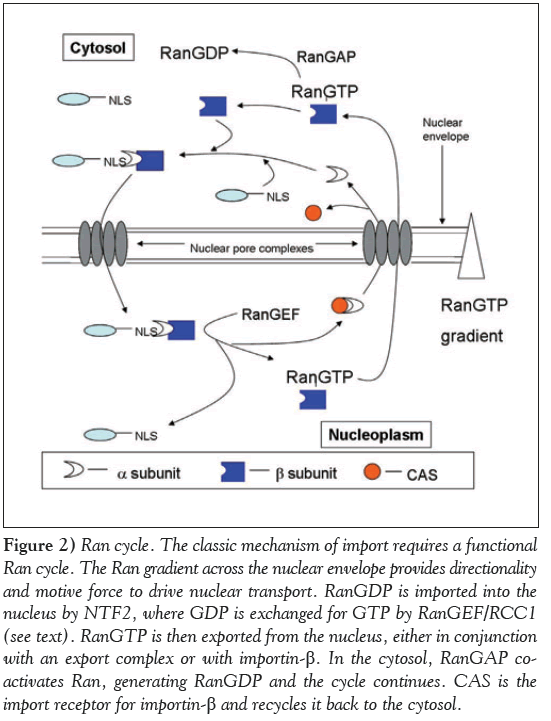 current-research-cardiology-classic-mechanism-import