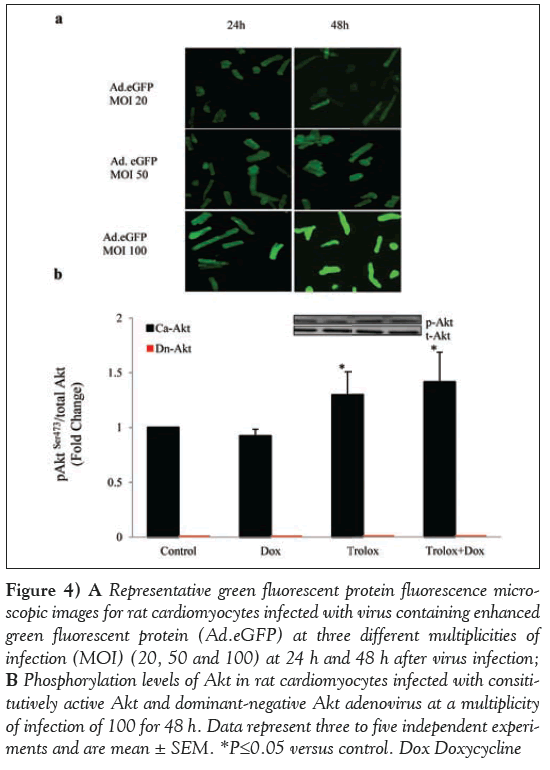 current-research-cardiology-fluorescent-protein