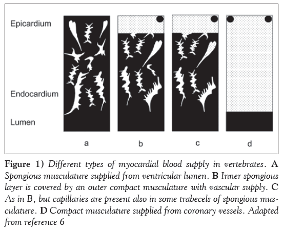 current-research-cardiology-myocardial-blood-supply